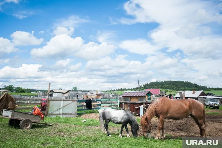 Карантин установлен в радиусе 3 километров от эпизоотического очага