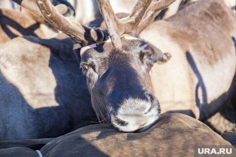 Комплекс по забою и переработке мяса оленей готовится к открытию в ЯНАО