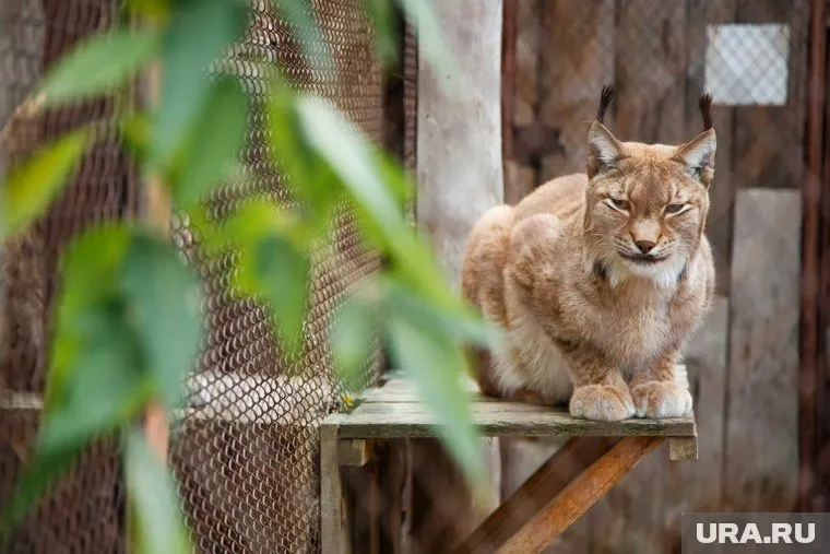 В жизни рысь не столь безобидна, какой кажется за решеткой в зоопарке (фото из архива)