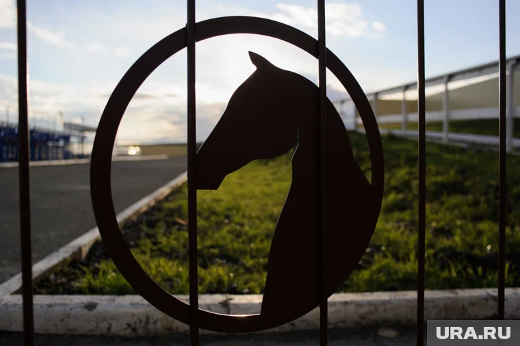 Тюменцам откроется возможность совмещать конный спорт с отдыхом в кемпинге