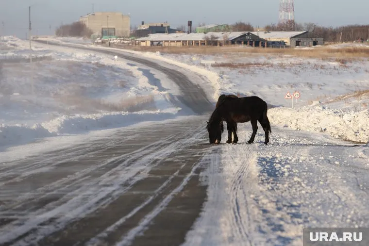 ГИБДД: в соцсетях стали часто публиковаться посты о появлении животных на дорогах