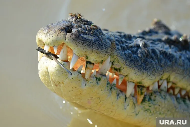 Крокодилы за несколько минут растерзали священника