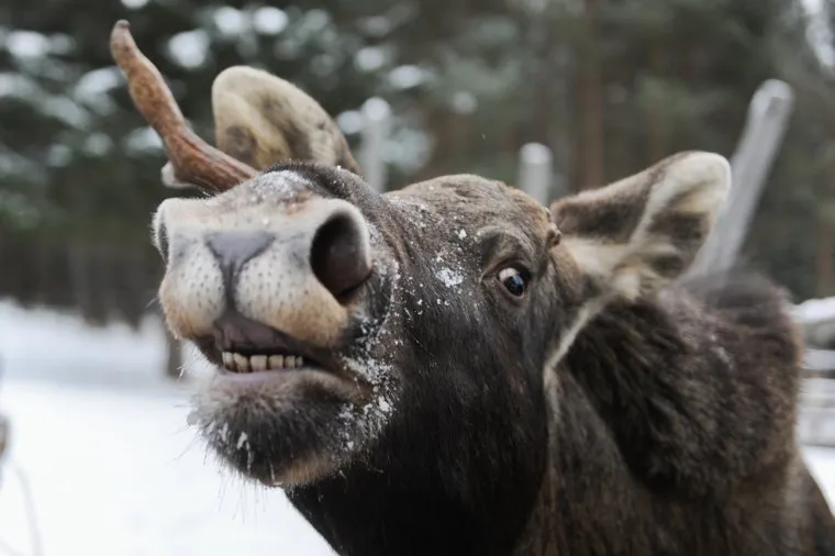 Лосиная ферма «Дом лося Сохатка». Национальный парк Зюраткуль