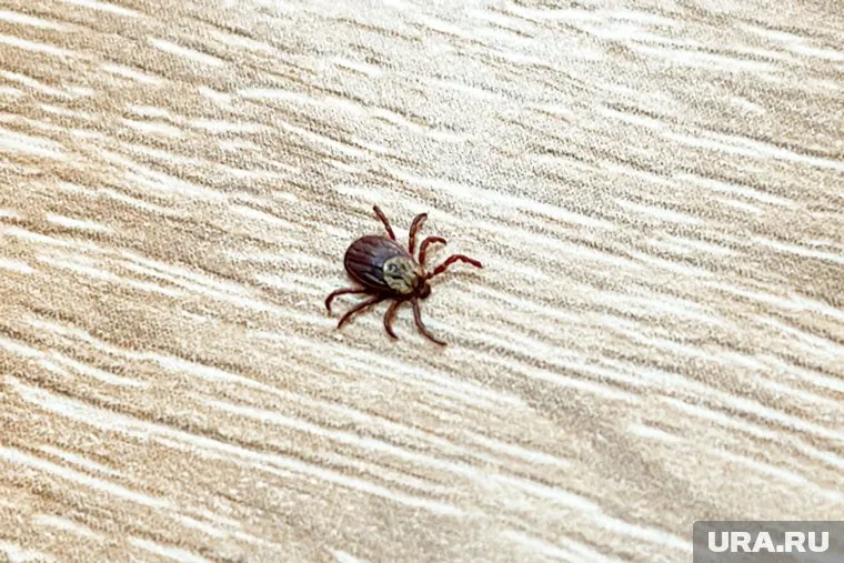 Несколько тысяч курганцев обращались в больницы из-за укусов клещей