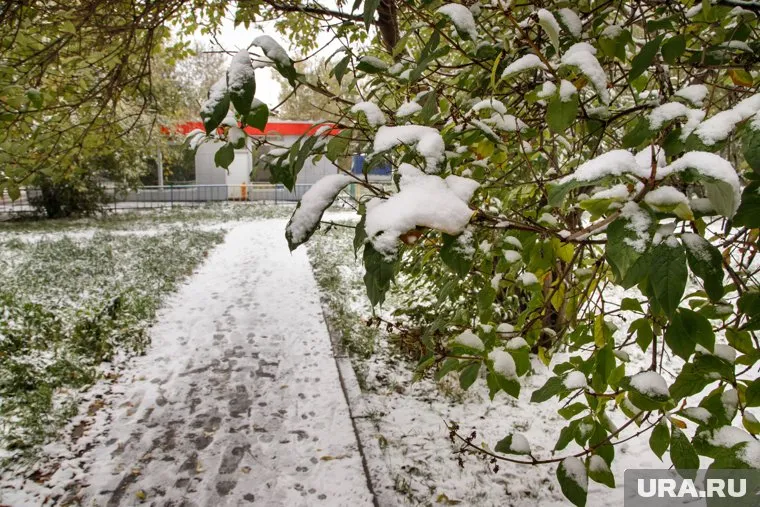 В Тюмени высадка деревьев придется на первый снег