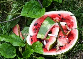 Фотография из галереи