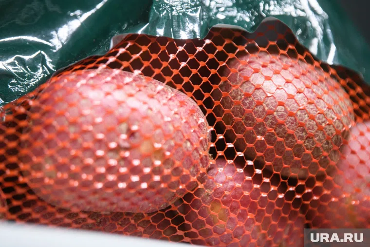 В Курганской области после сбора урожая дорожает картофель