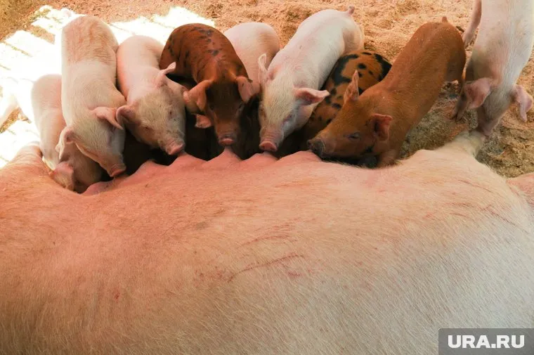 Новорожденный поросенок шокировал пользователей соцсетей