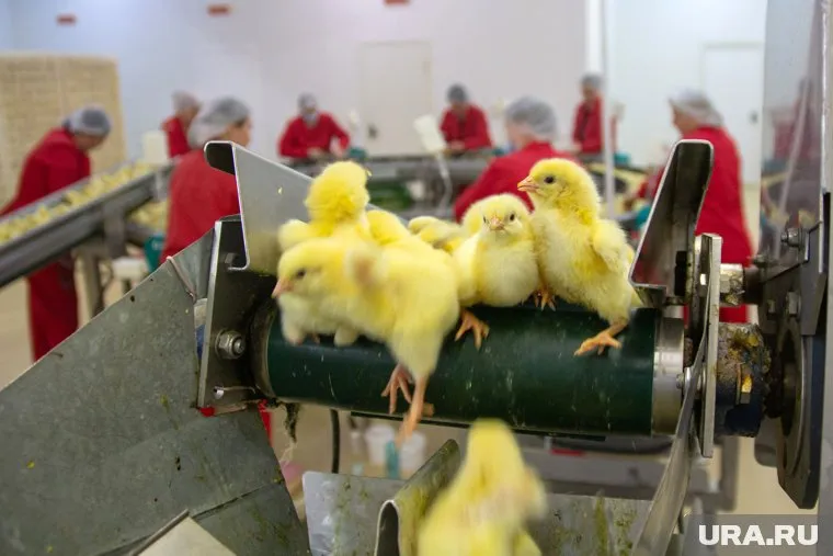 Причина частой смены руководства в "Тюменском бройлере" неизвестна