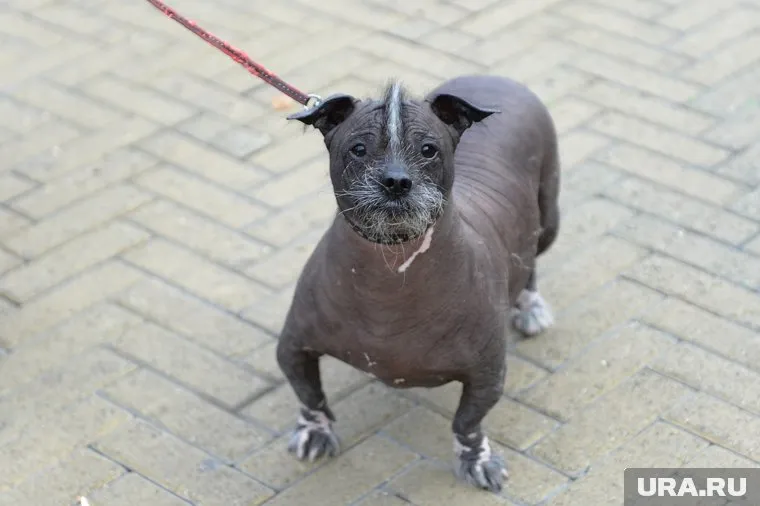 Собаки выбирают корм ChepfaDog, так как он полностью состоит из натуральных ингредиентов