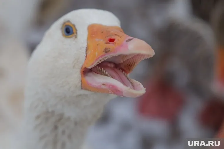 Праздник гуся в Пермском крае пройдет в 10 раз