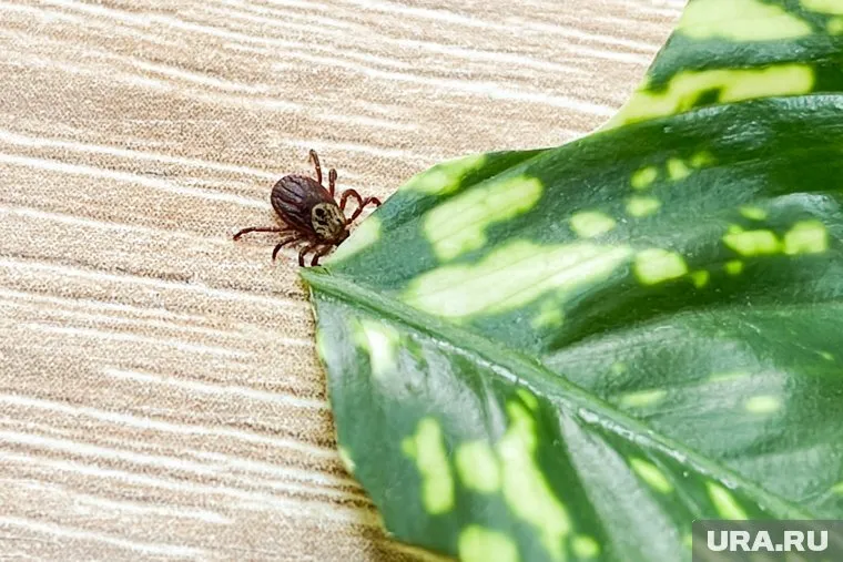 Клещи могут переносить сыпной и возвратный тиф, напомнил Николай Крючков