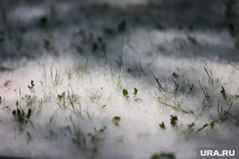 Улицы Тюмени замело тополиным пухом
