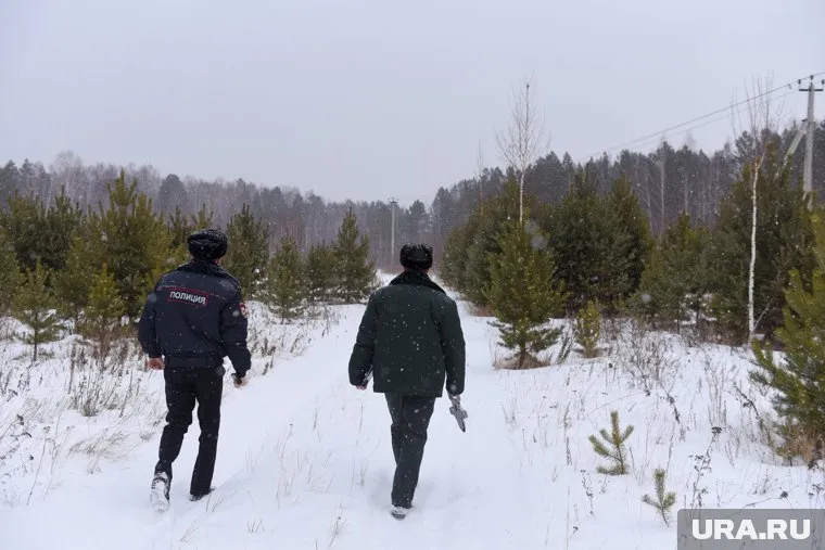Лесничему грозит срок за служебный подлог