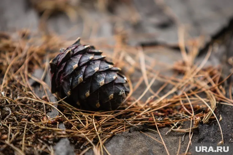 Злоумышленник уже успел продать награбленное