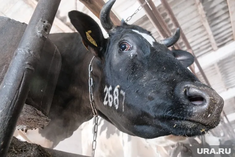 Фермеры продают бизнес из-за дорогих кормов и дефицита кадров