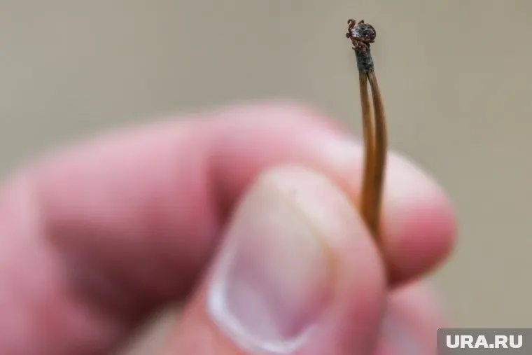 С начала сезона клещи покусали 4,7 тысячи свердловчан