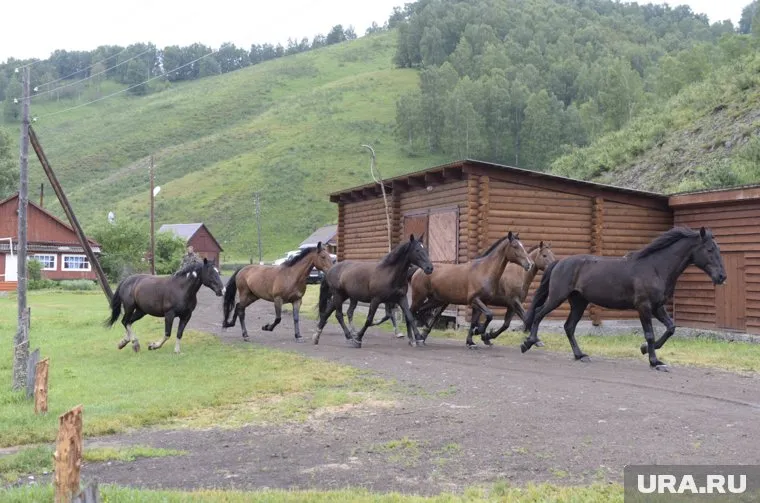 За акции конезавода предприниматель предложил почти 43 млн рублей