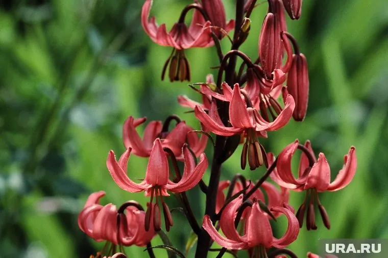 Для выращивания лилии кудреватой требуется не менее семи лет