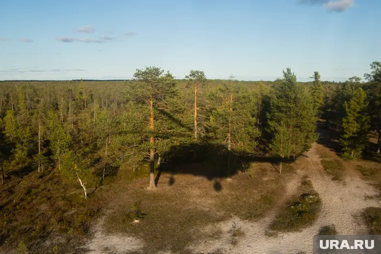 Вертолет упал на территории леса