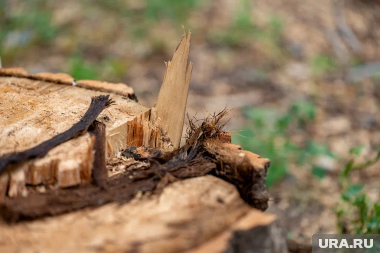 Природоохранная прокуратура осуществляет контроль за ходом расследования