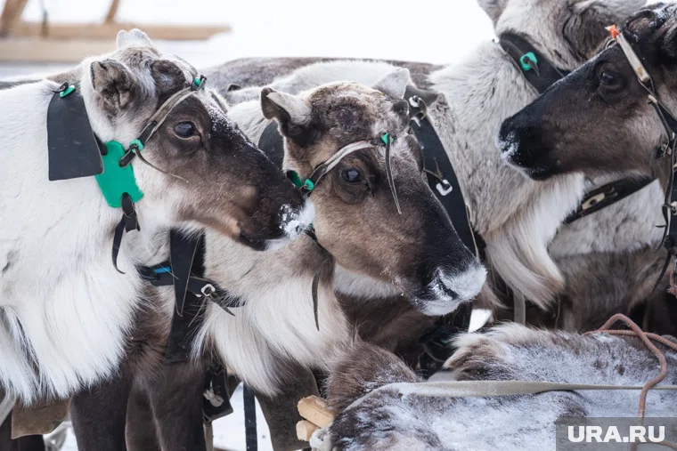 Заготовка оленины ведется на двух предприятиях