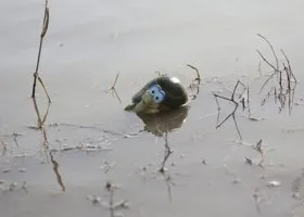 В подтопленной тюменской деревне люди не теряют оптимизма и топят баню