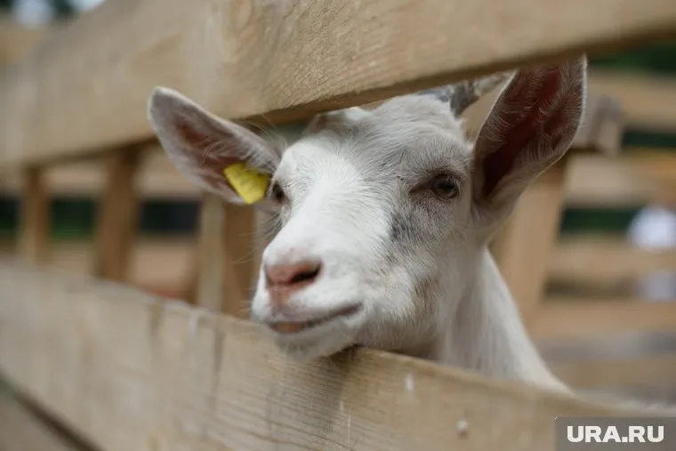 Сейчас животное проходит лечение