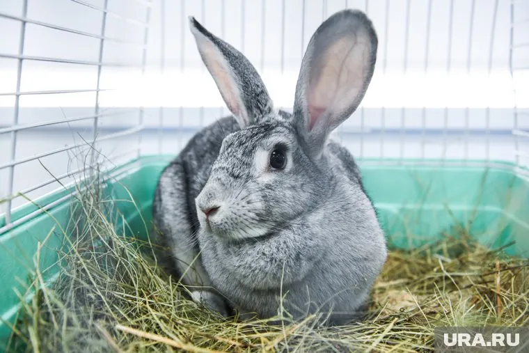 Житель СНТ решил построить для кроликов спасительный плот