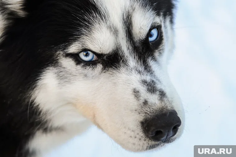 Тюменцам не понравилась идея соседей - подарить хаски хоббидогерше