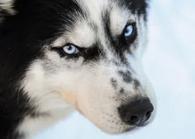 «Собака окажется на улице»: тюменцы не оценили подарок для девочки-хоббидогерши