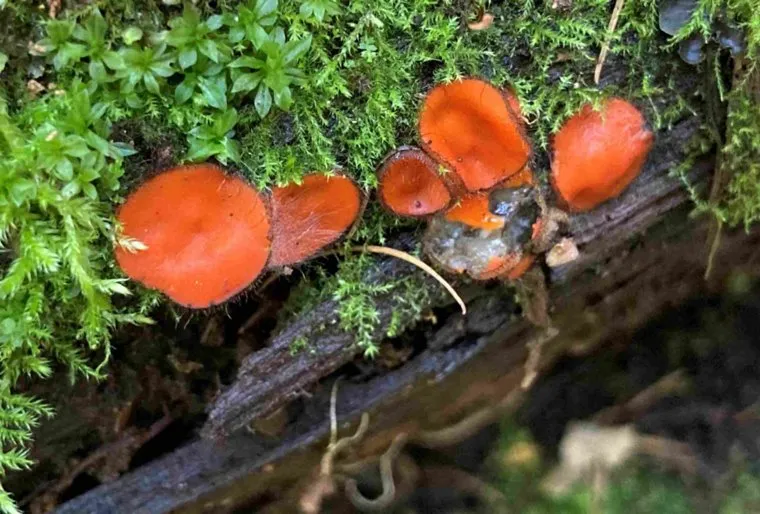 Скутеллиния является компонентом лесной экосистемы