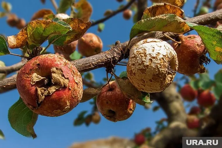 Гниение плодов — одна из главных проблем для садоводов и фермеров в России