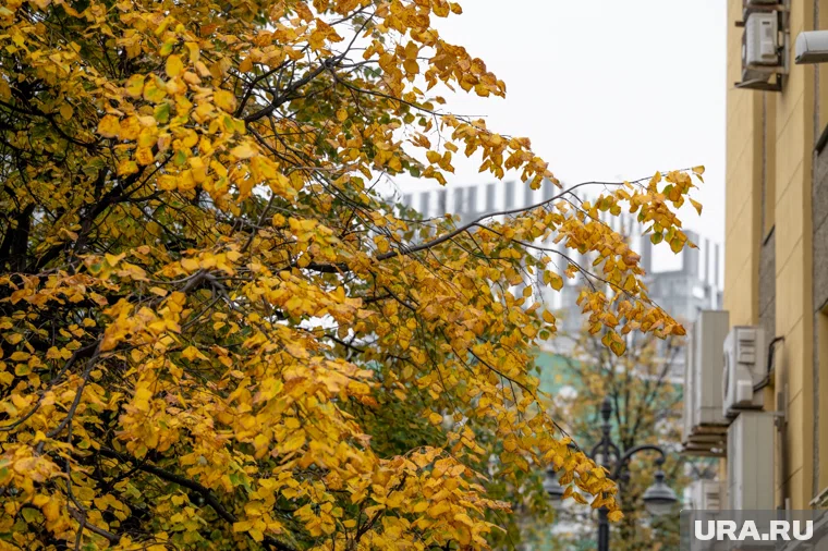 С начала следующей недели в Прикамье ожидаются дожди