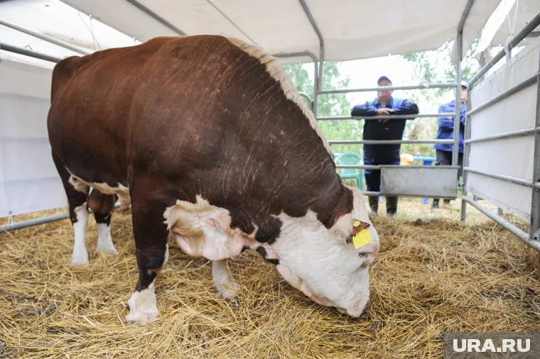 Обнуление единого сельхозналога поможет развитию фермерских хозяйств
