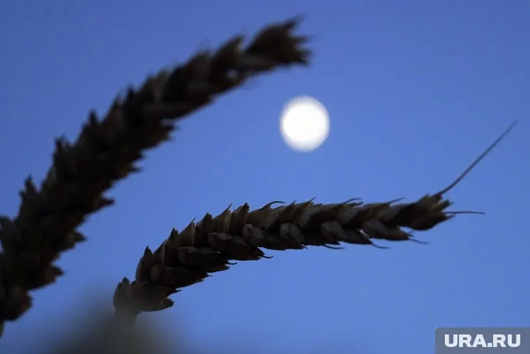 В ООН потребовали вернуть российское продовольствие на мировые рынки