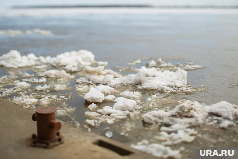 Большое количество животных организмов помогают Оби очищаться