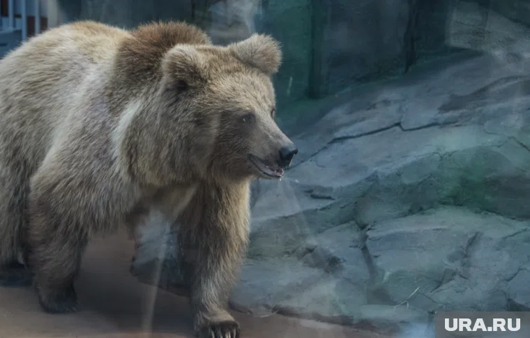 Зверь бродит вокруг Нытвы (архивное фото)