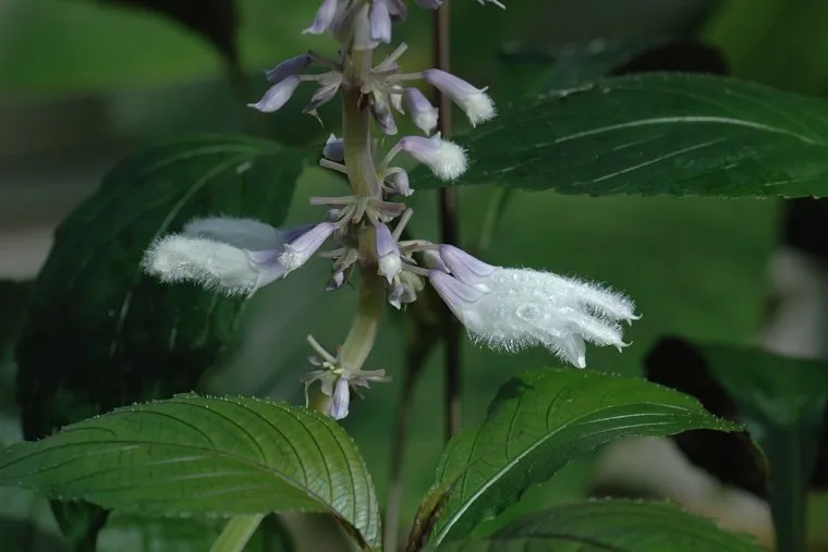 Шалфей предсказателей. Stock