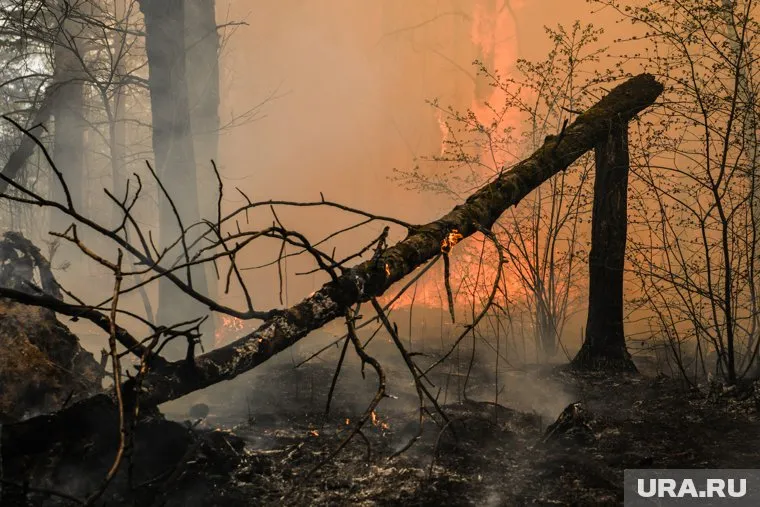 Большинство лесных пожаров тушат в первые сутки после обнаружения