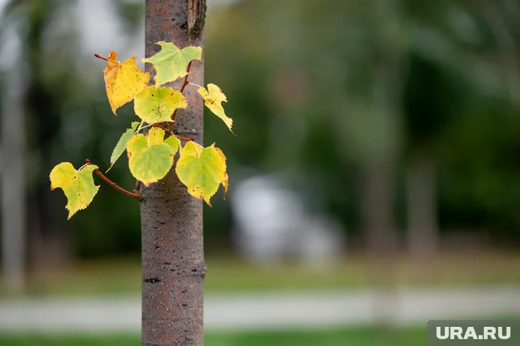 Выходные в начале ноября в Москве и Санкт-Петербурге будут дождливыми, но теплыми для этого времени года