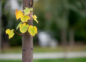 Синоптик рассказал, какая погода ждет Москву и Петербург на ноябрьских выходных