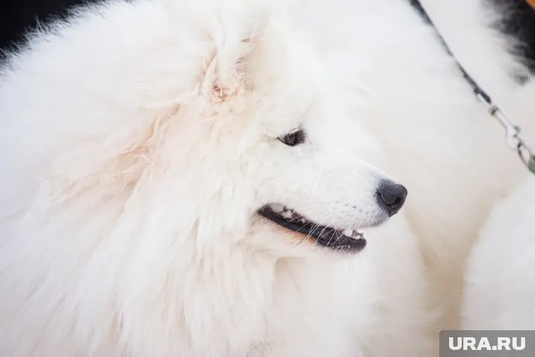 Лайка разорвала лицо ребенку в Сургуте