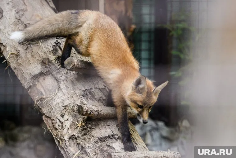 Карантин на территории села планируют ввести с 11 августа