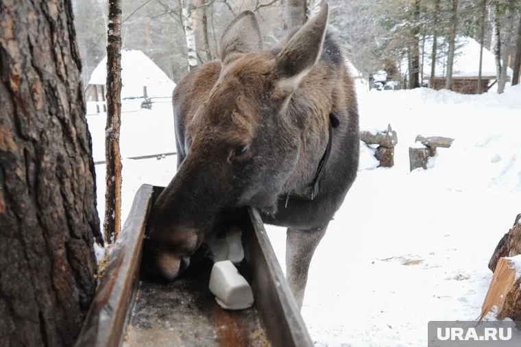 Крупного лося водители заметили вблизи Карамовского поста ДПС в ЯНАО