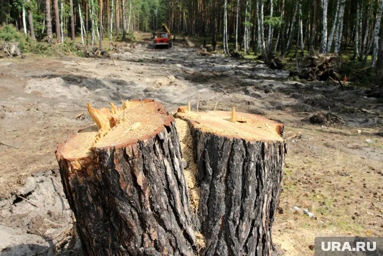 За незаконную вырубку деревьев в пермском заказнике придется заплатить