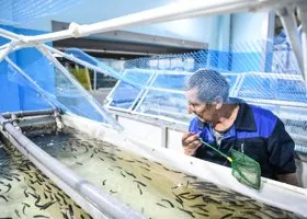 Власти ЯНАО направят десятки миллионов рублей на сохранение рыбы