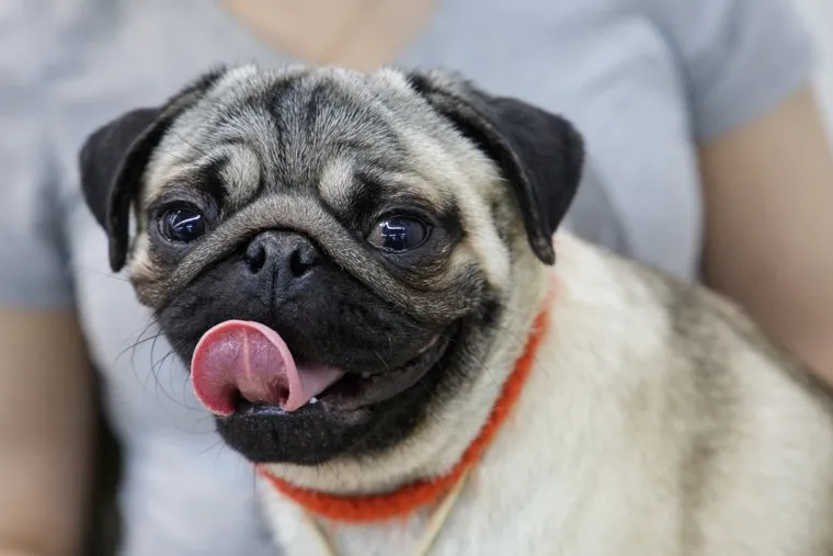 Международная выставка собак. Пермь