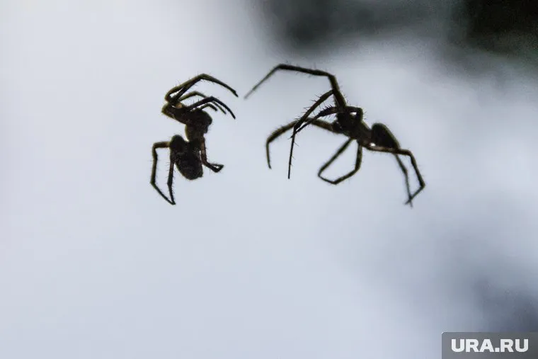 Подростки из «ЧВК Редан» используют пауков в качестве символики движения
