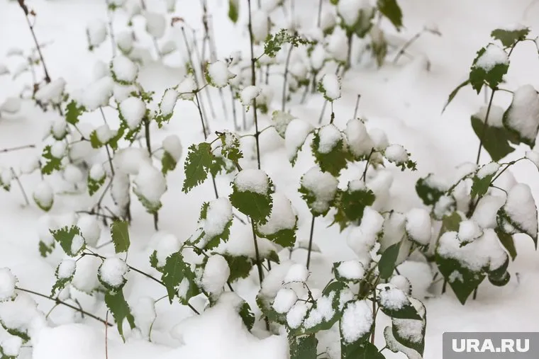 Мощный снегопад обрушился на Тюмень и область 3 мая